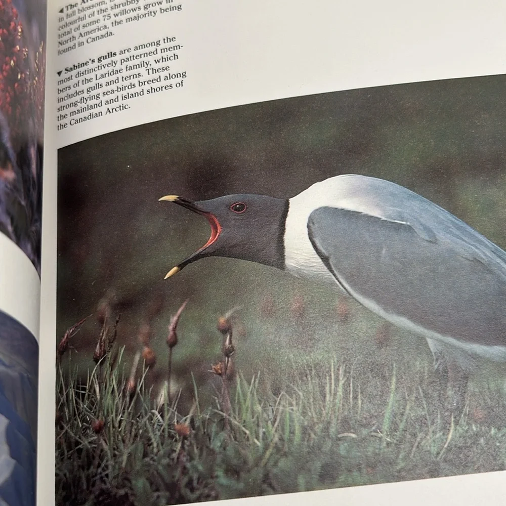 The Natural History of Canada by R.D. Lawrence Vintage Hardcover 1988 Edition - Picture 7 of 16